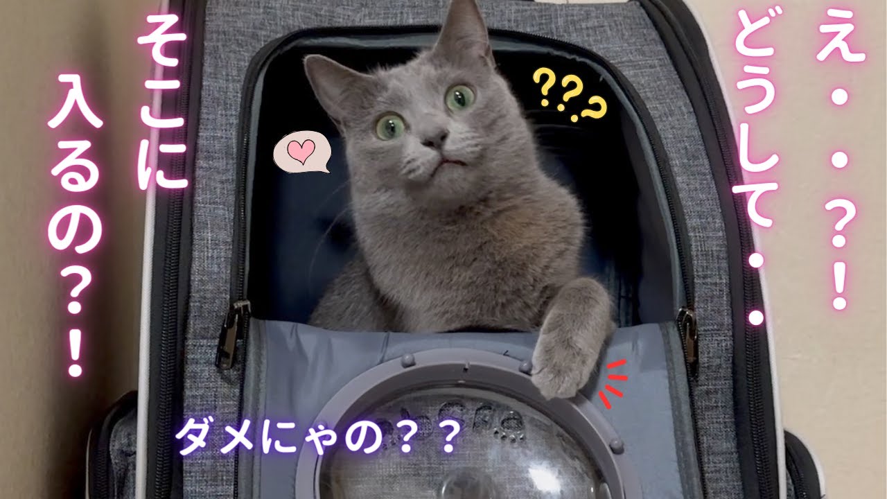 【猫ロシアンブルー】猫パンチ選手権優勝候補そら