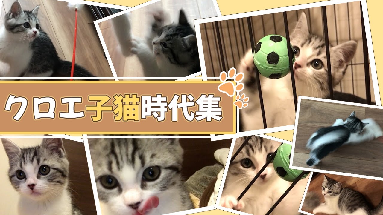 クロエ子猫時代集