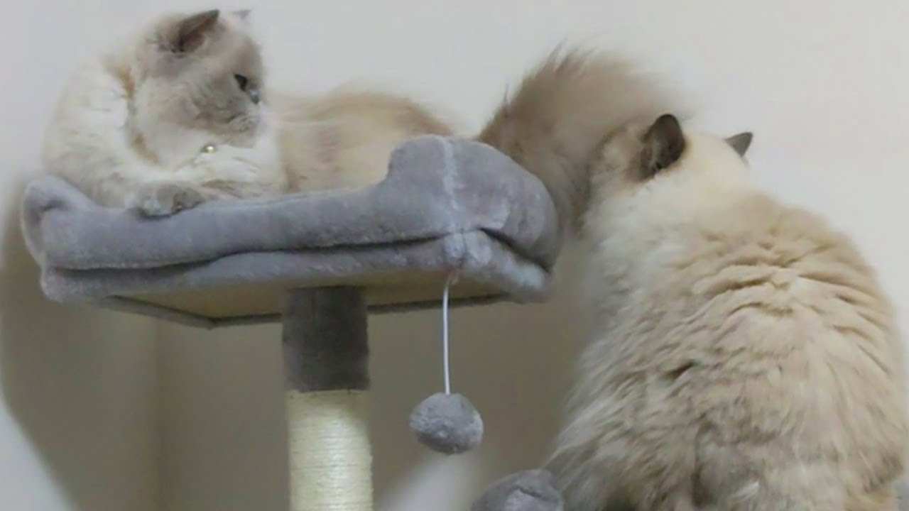 弟分猫に尻尾で叩かれて喜ぶ尻尾フェチ猫【ヒマラヤン猫】