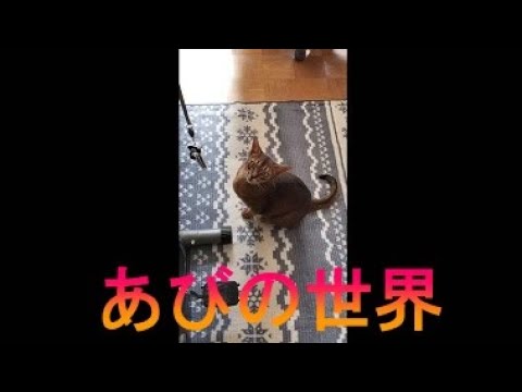 ネコ動画あび＃3069　あびの毎日　アビシニアン　あび