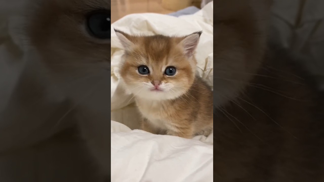 two brown cat 😺😍 sound #15 #shorts