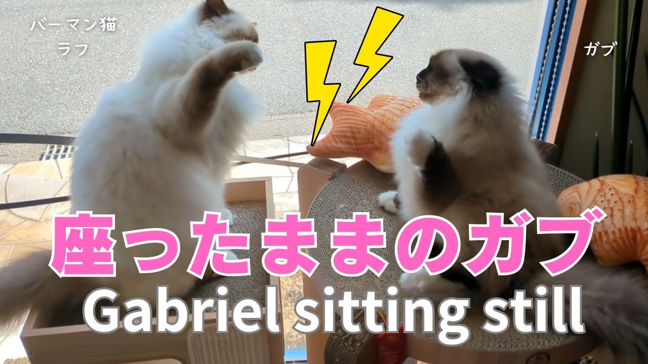 バーマン猫ラフとガブ【座ったままのガブ】Gabriel sitting still（バーマン猫）Birman/Cat
