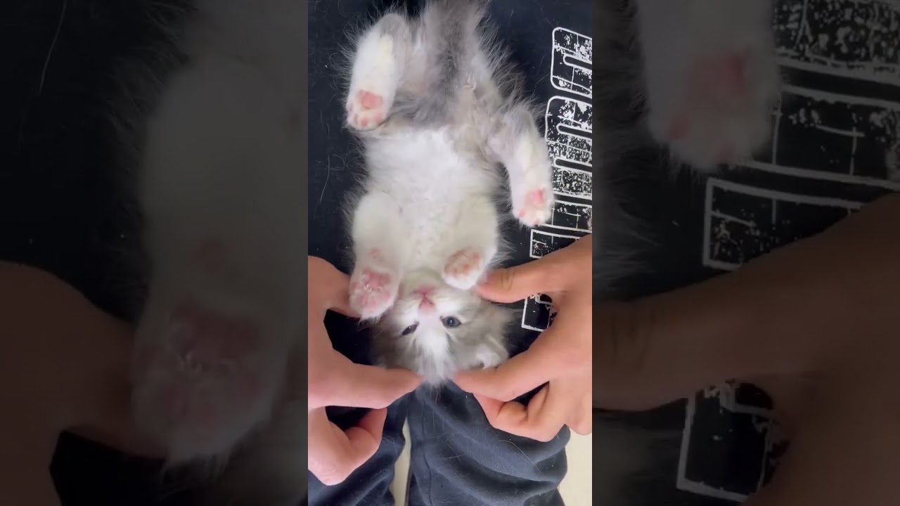 アビシニアン ブルーが綺麗なモフモフ女の子⭐️（毛色：ブルータビー&ホワイト）