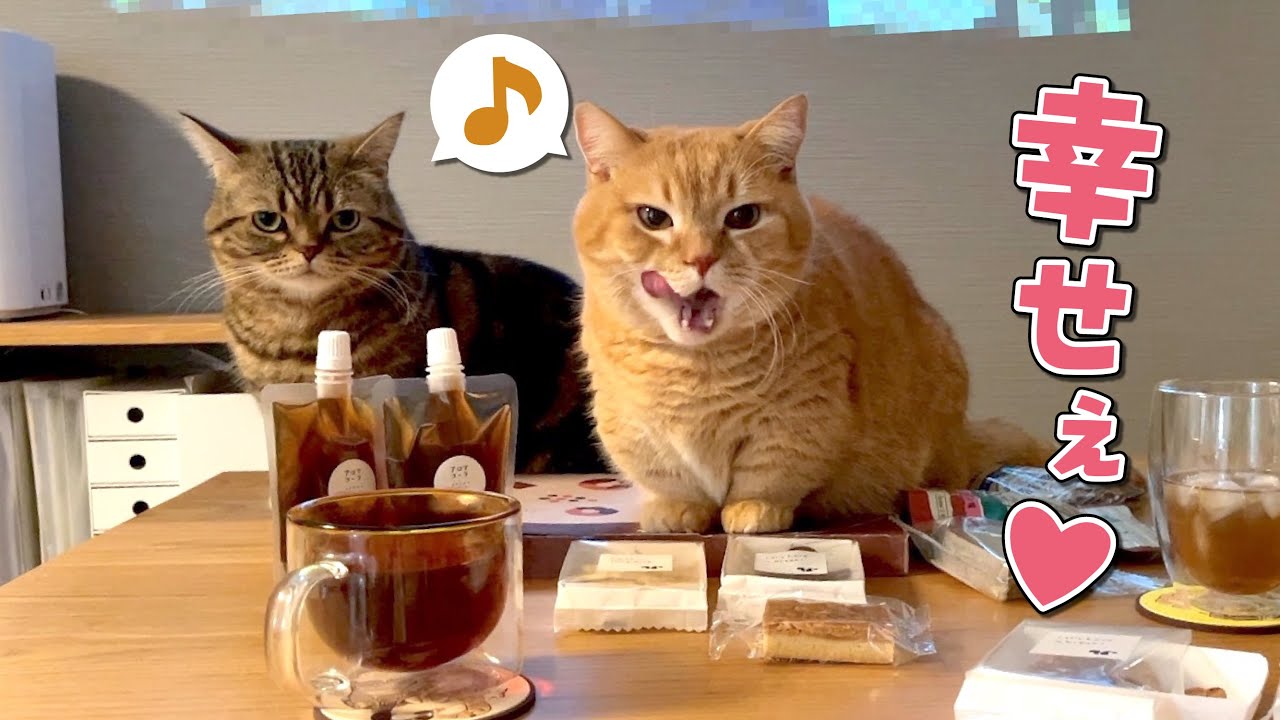 愛猫と一緒に映画鑑賞＆おやつパーティしたら最高でした！