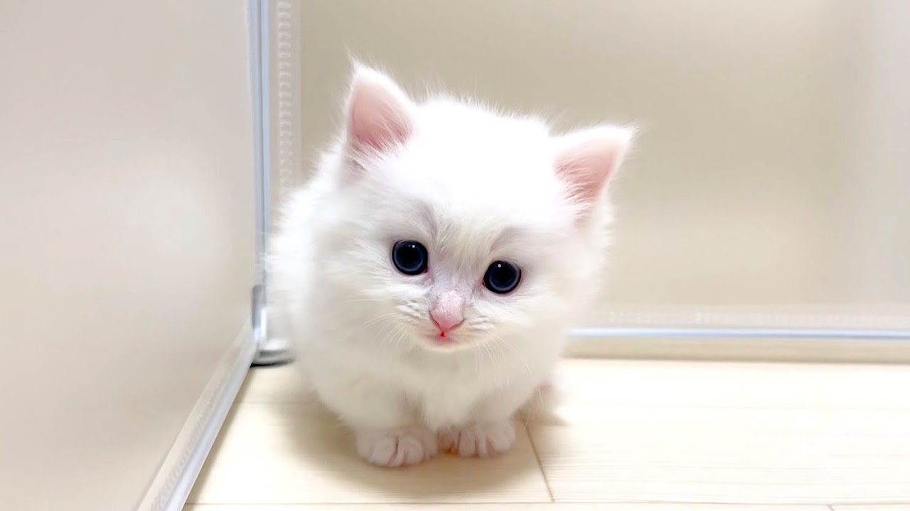 【マンチカンの子猫】テンション高い子猫が突進してくるのが怖い件 ～猫のいる生活Vol.905～出産動画 マンチカン短足・ミヌエット・ペルシャ猫専門ブリーダー『ペット蔵人』【子猫の成長記録】