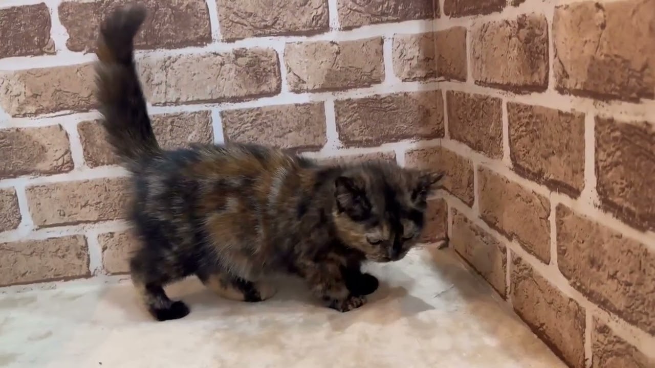 ペットショップCoo＆RIKU　アメリカンショートヘアー　No.663298