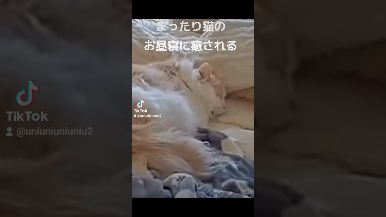 お昼寝中にゃ#ラガマフィン #猫のいる暮らし #shorts