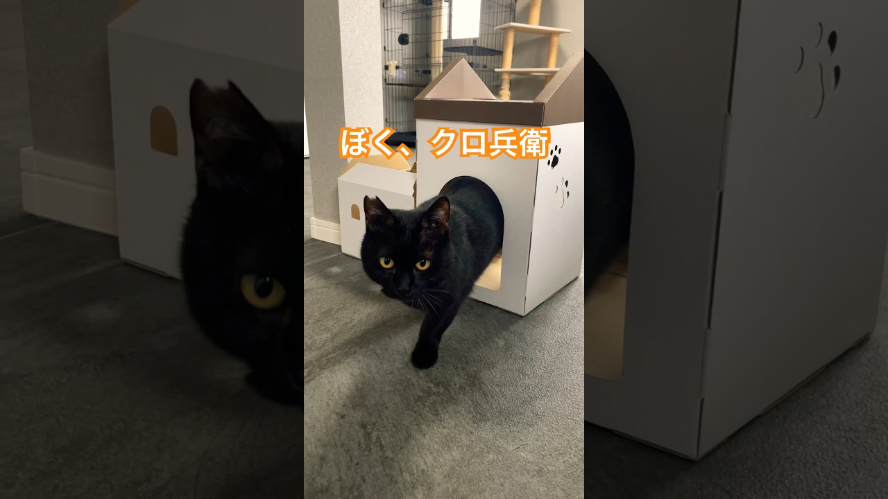 あまえんぼクロ兵衛♪ #さかがみ家 #保護犬 #保護猫 #坂上忍 #dogs #cats #shorts