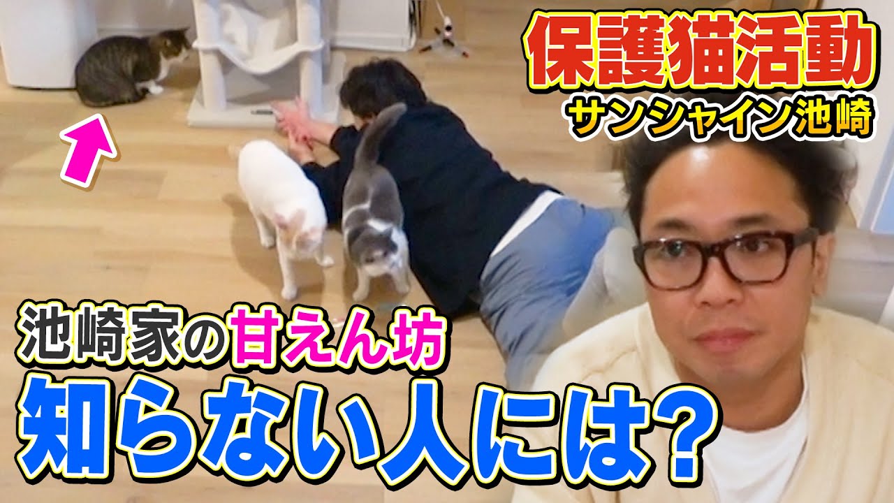 【※１週間だけの限定公開※】池崎さんに甘えるようになった保護猫佐吉の元にあの俳優さんがやってきて・・・【保護猫活動】