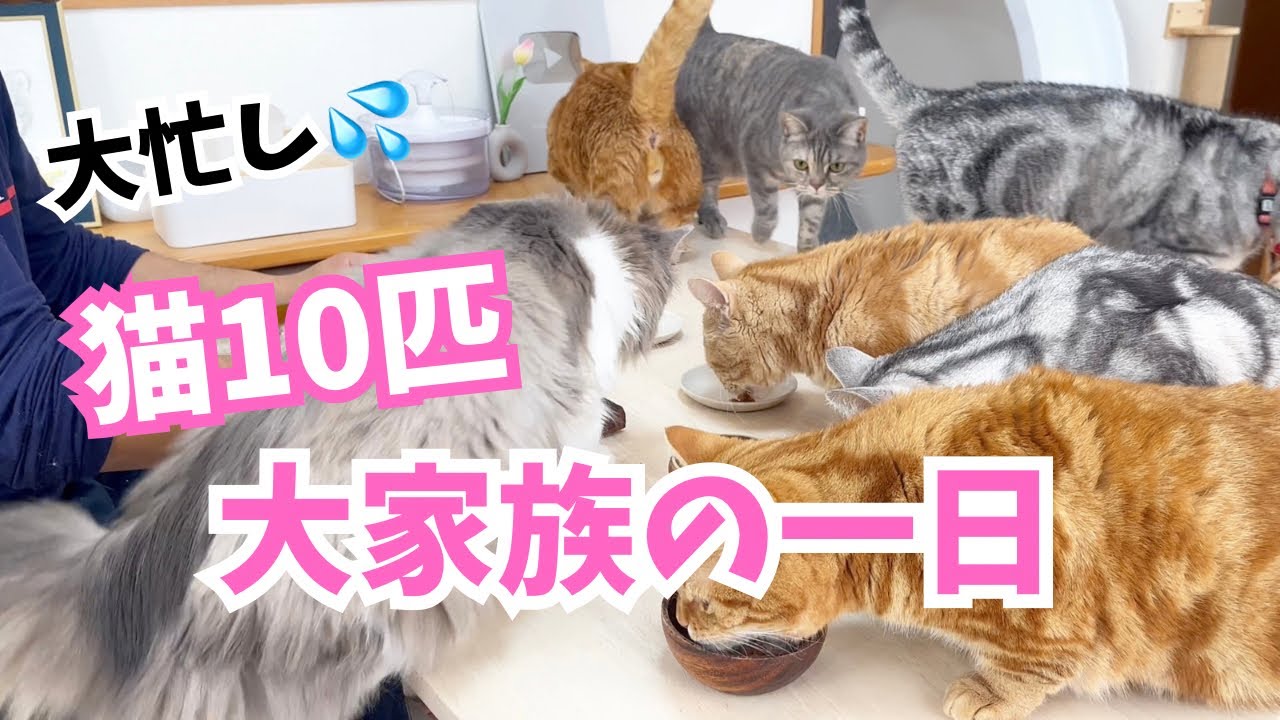 猫10匹大家族のリアルな日常が大忙しでしたw #猫 #マンチカン