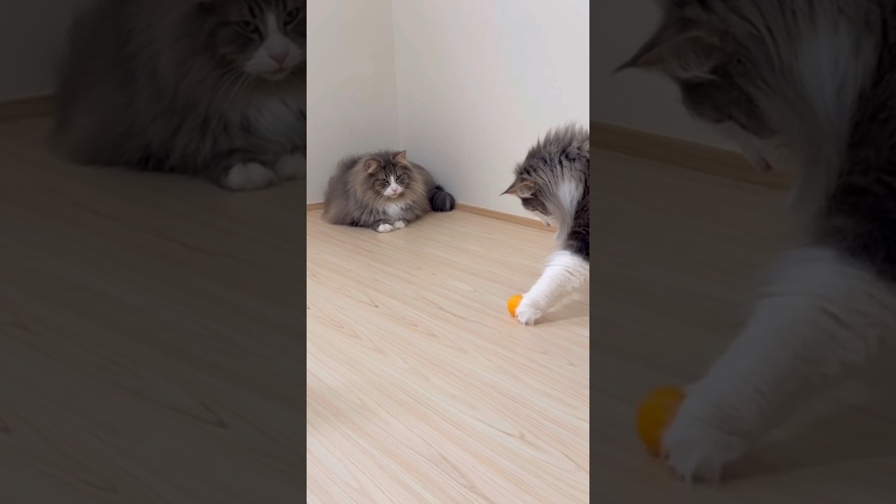 サッカーがお上手なもふ猫たち♡#cat #ターキッシュアンゴラ #ノルウェージャンフォレストキャット #子猫 #猫 #サッカー#shorts