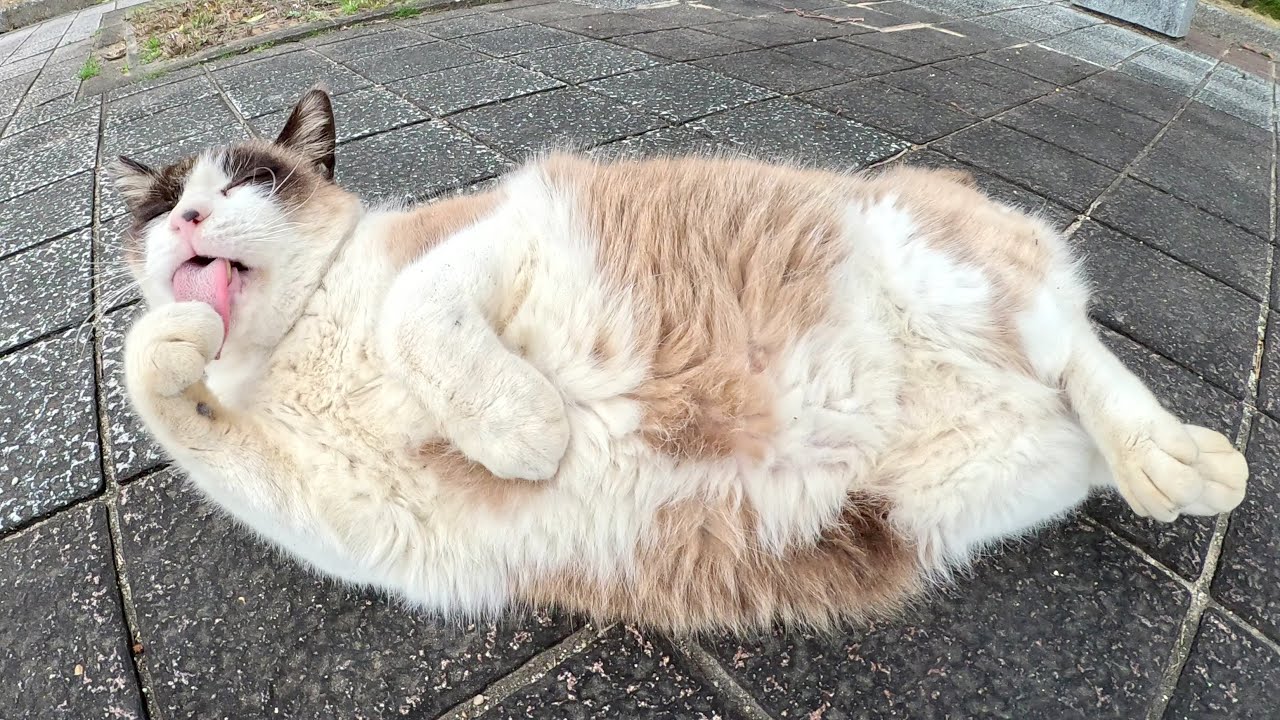 タヌキみたいなシャム猫が人間にモフられてヘソ天ポーズになる