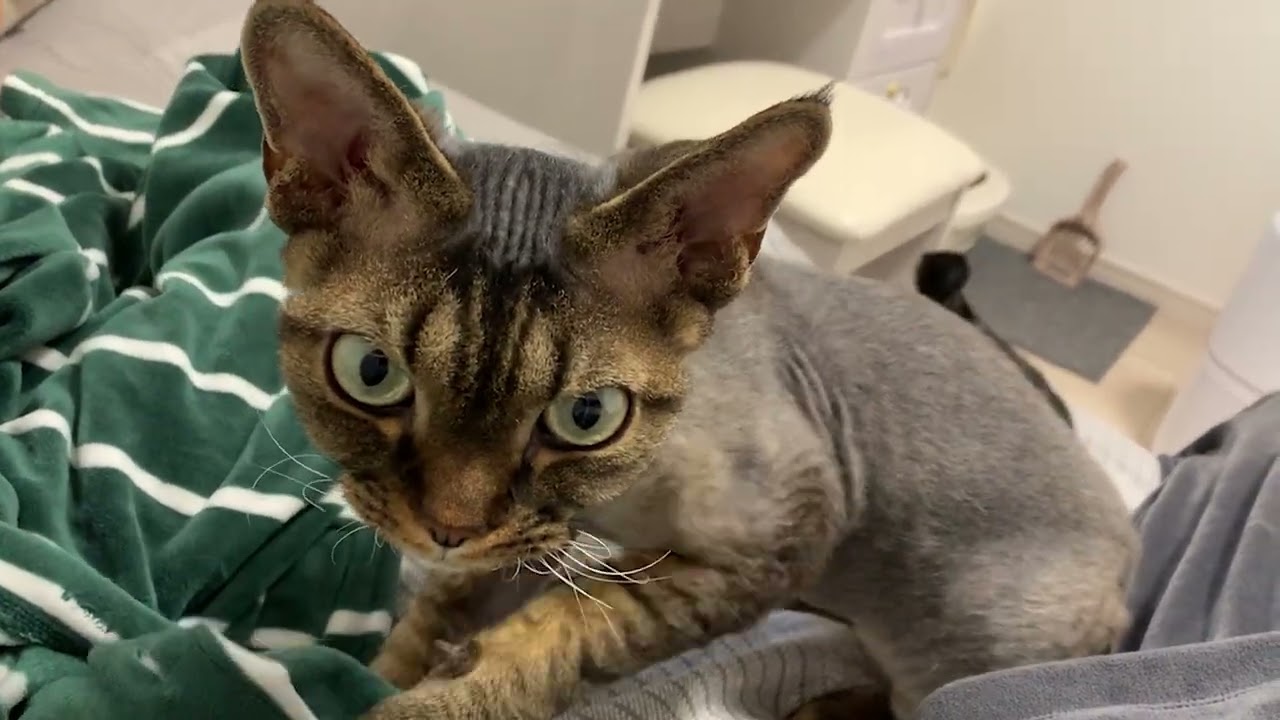 デボンレックス弟が一所懸命ふみふみしています(Devon Rex cat making biscuits)