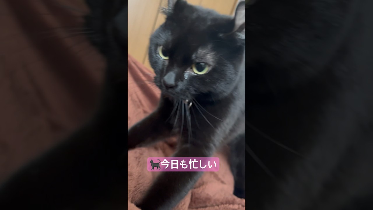 ふみふみする猫様は去り際も美しい🐈‍⬛#cat #アメリカンカール #猫 #ねこ #黒猫 #shorts