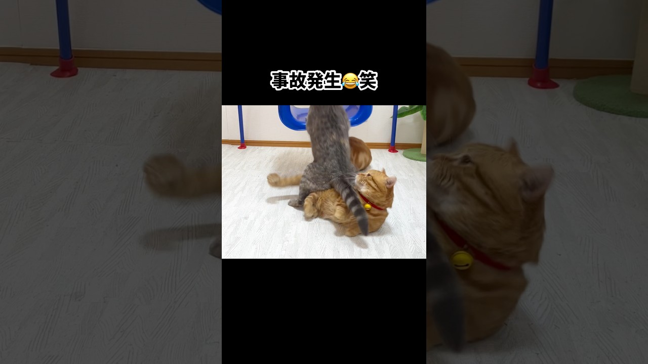 ぽちゃくんにまさかのアクシデント発生！？ #猫 #マンチカン #shorts