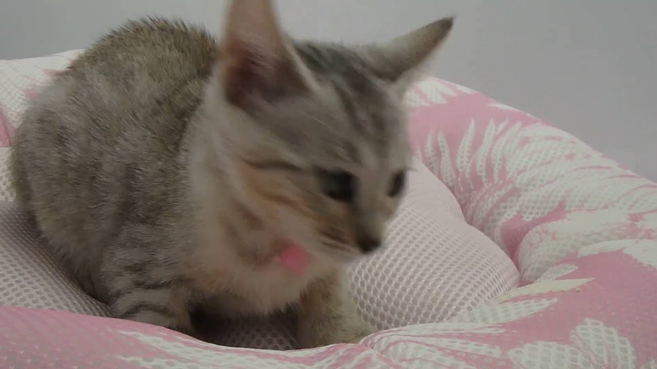 293974 エジプシャンマウ