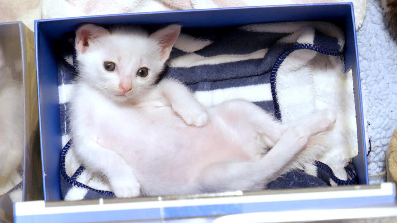 子猫が酔っ払いおじさんみたいな恰好で箱に詰め合わされていました【赤ちゃん猫　保護猫】