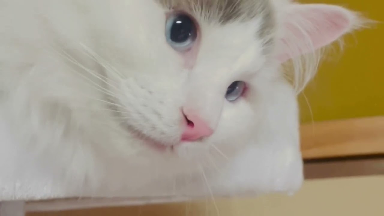 ラグドール…カイ君の日常#ねこがいる幸せ #cat #ねこのきもち