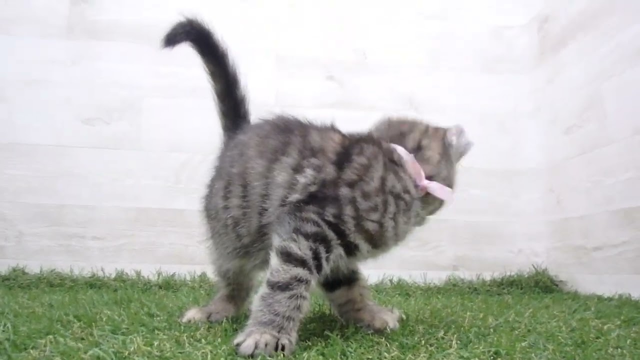 Coo&RIKU　No00668021 アメリカンカール