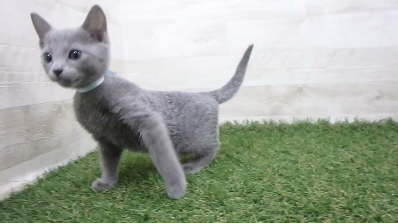 Coo&RIKU　No00667482 ロシアンブルー