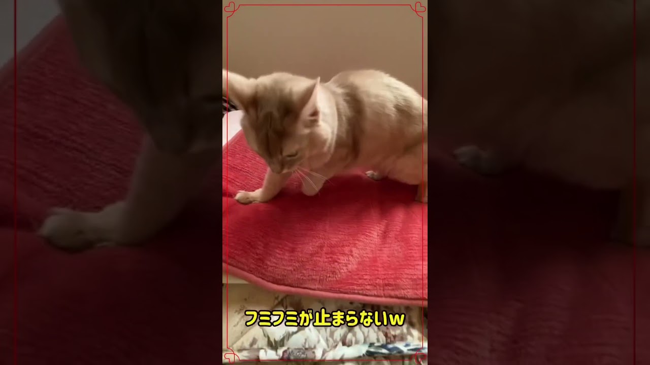 フミフミが止まらない🐱#shorts #猫#ソマリ#ふみふみ