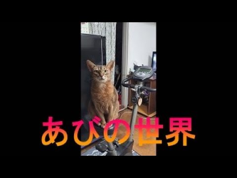 ネコ動画あび＃3060　あびの毎日　アビシニアン　あび
