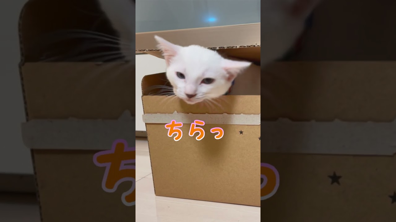 ダンボールから顔をひょっこりさせる子猫が可愛い