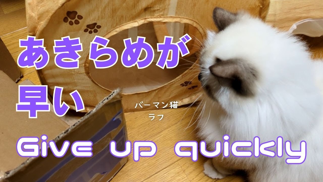 バーマン猫ラフ【あきらめが早い】Give up quickly（バーマン猫）Birman/Cat