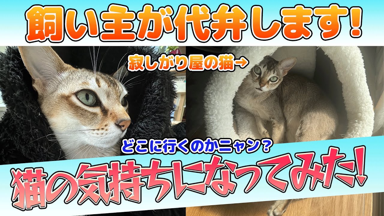 【シンガプーラ】飼い主が猫の気持ちを代弁したら坂上忍風になってしまった動画がこちらです！#シンガプーラ #animals #cat #猫 #坂上忍