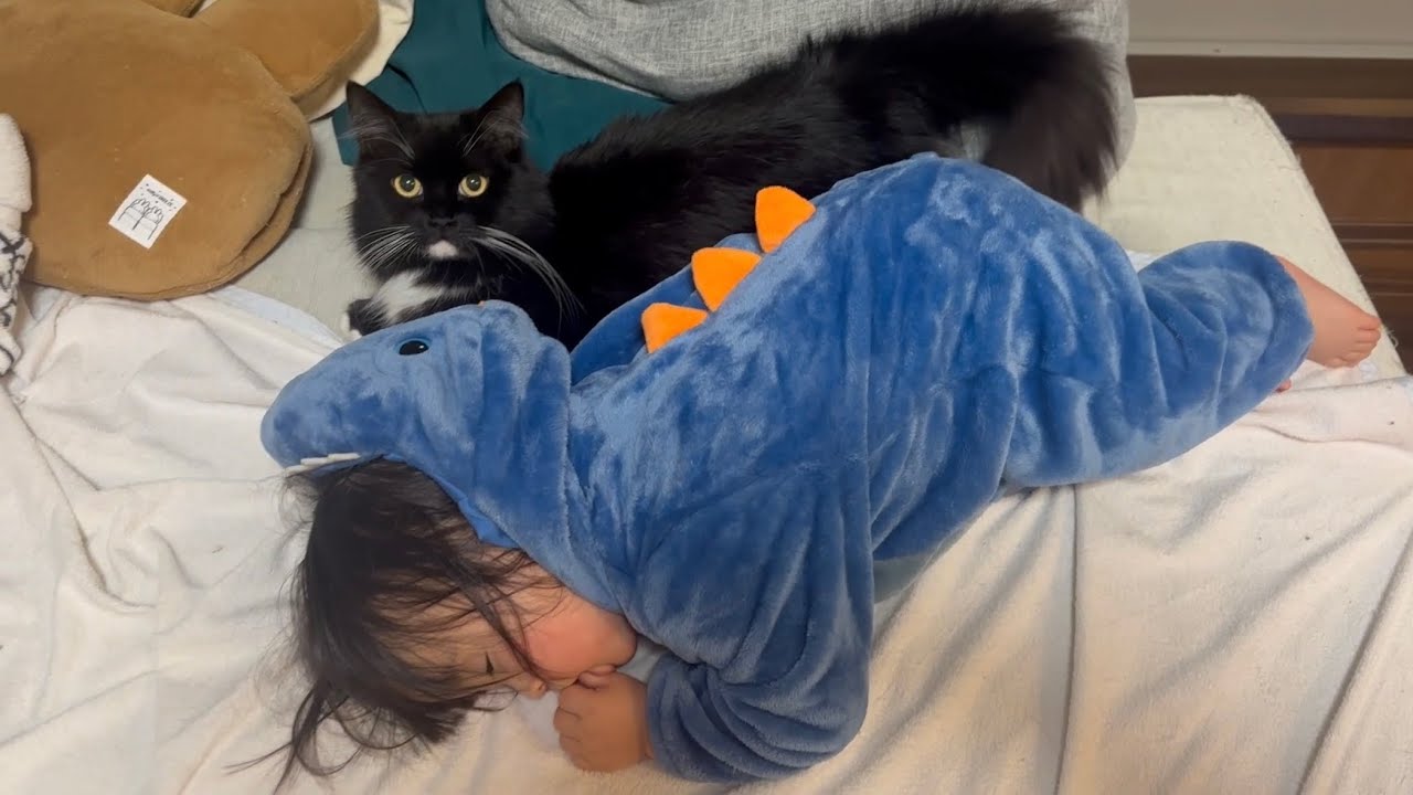 鉄壁の守りの2歳児が寝た後は存分に甘える猫　ノルウェージャンフォレストキャットA cat who is completely spoiled. Norwegian Forest Cat.