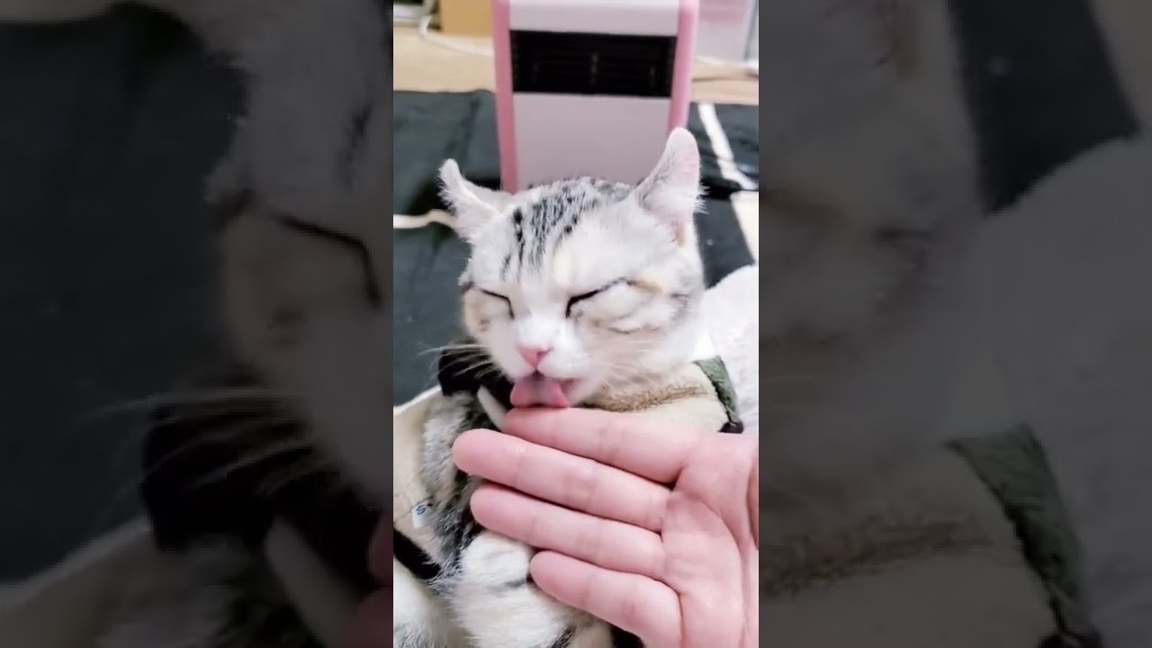 [子猫] ママの手をペロペロしてる子猫は可愛すぎです  #S18