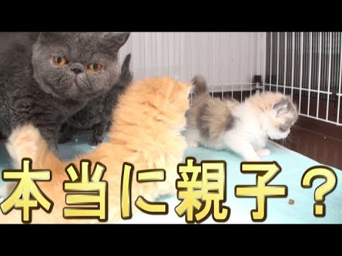 【猫好き】本当に親子？（セルカークレックス）《funny cats》