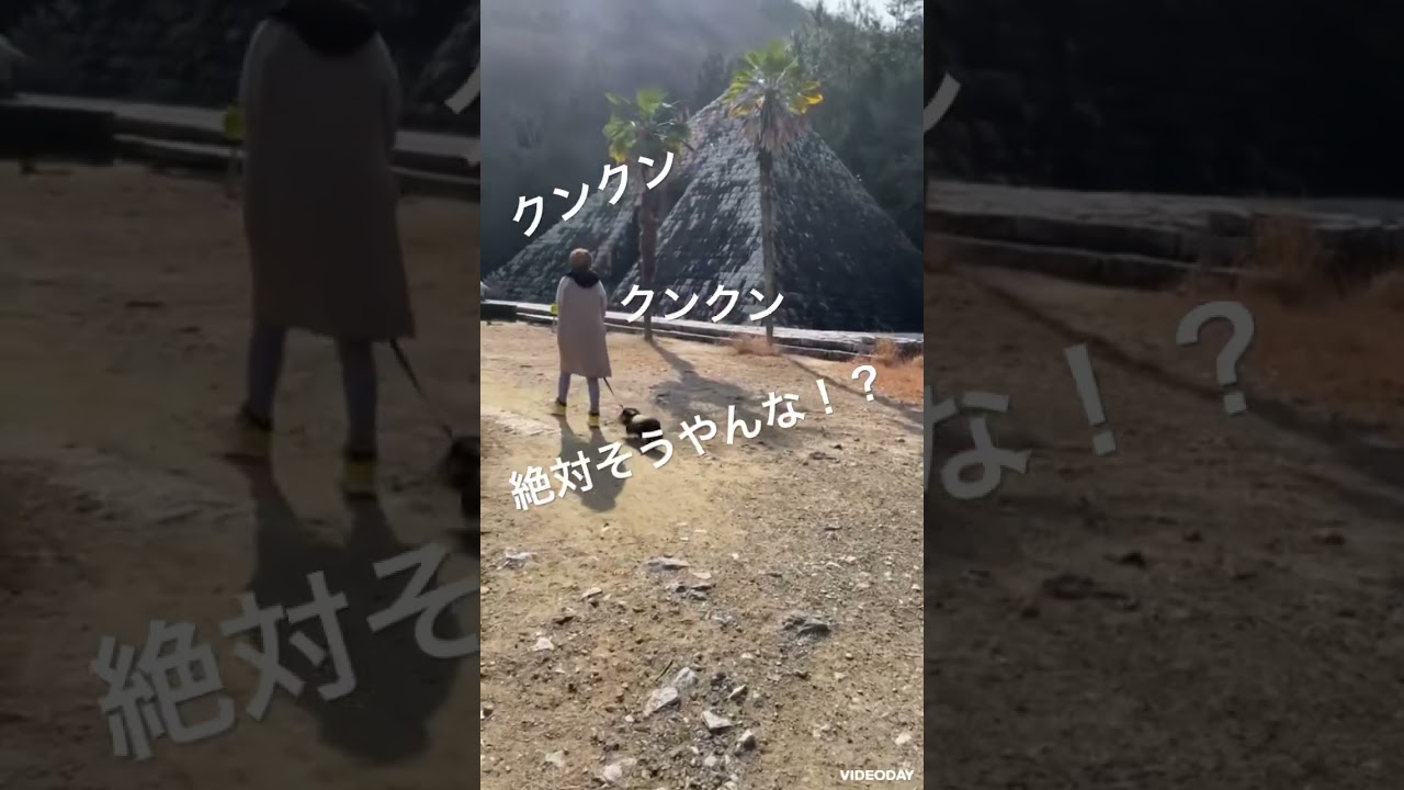 ライムエジプトに行く#shorts # #dog #dachshund #お出かけ#ピラミッド#スフィンクス