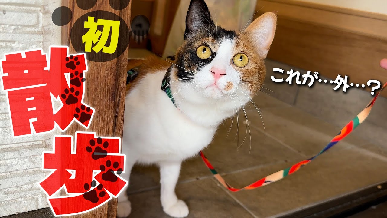 ついに生まれて初めての散歩デビューで外に出た三毛猫の反応が・・・