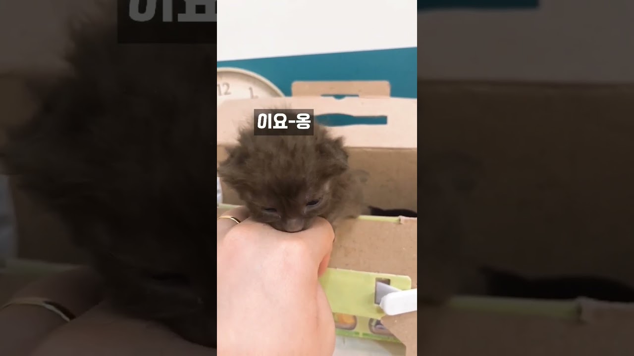 집사 손가락이 쫍쫍인줄 착각하는 아기고양이 // #고양이 울음소리 #하바나 브라운 # 아깽이 #고양이 #cat