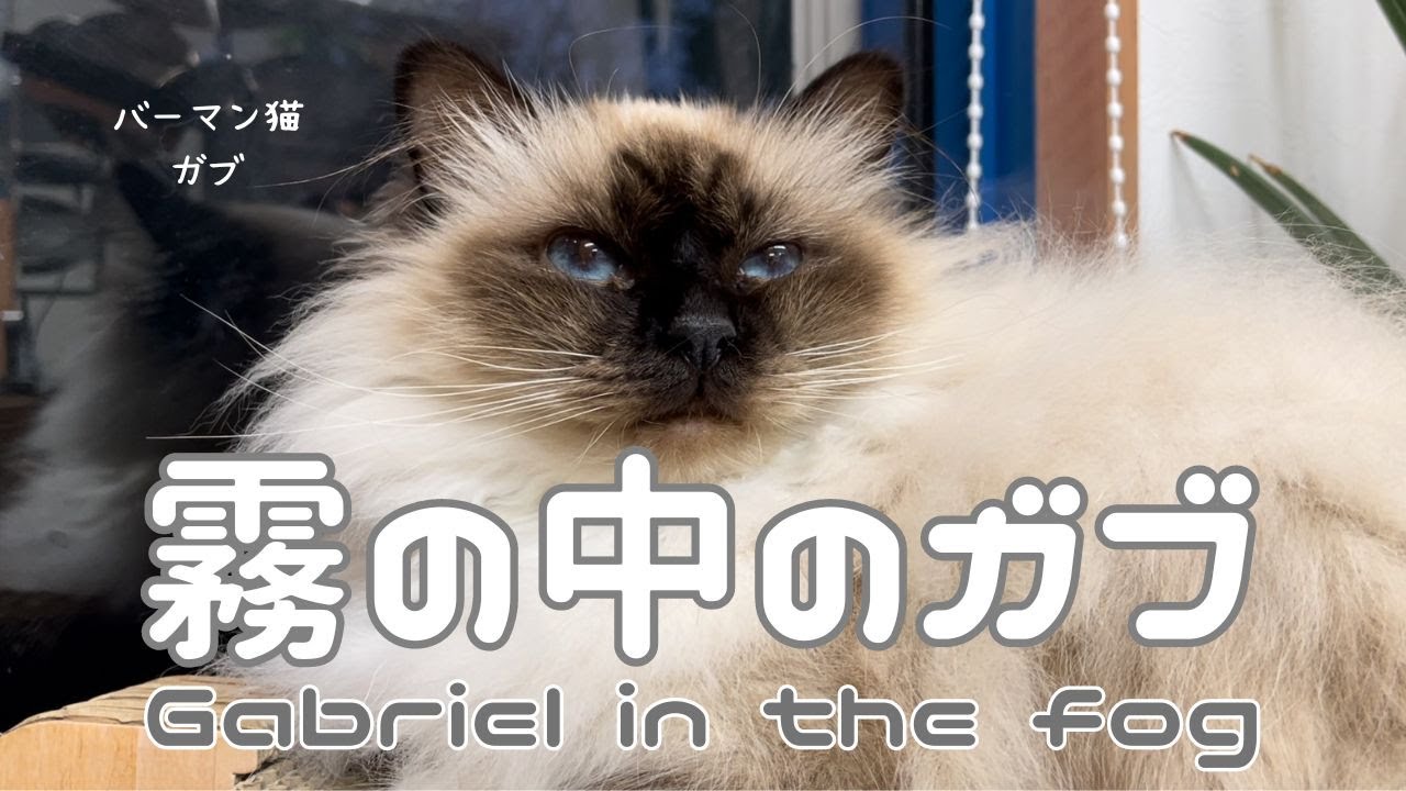 バーマン猫ガブ【霧の中のガブ】Gabriel in the fog（バーマン猫）Birman/Cat