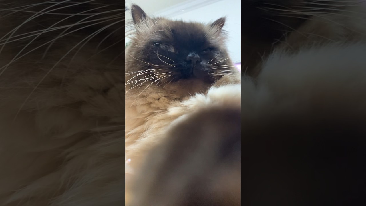 撮るなという雰囲気のげんたくん#猫 #ヒマラヤン #猫のいる生活 #shorts