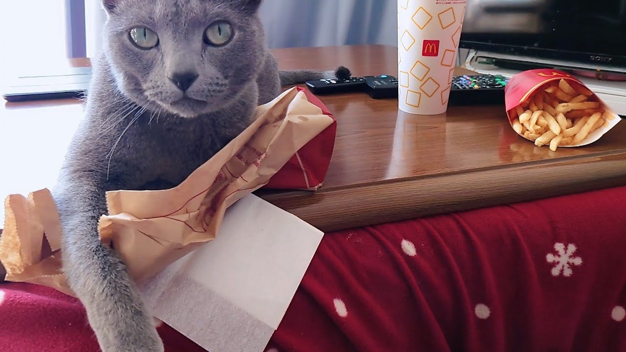 【猫動画】飼い主にマックを食べさせないロシアンブルー【Russian blue】Russian Blue who won't let his owner eat Mac