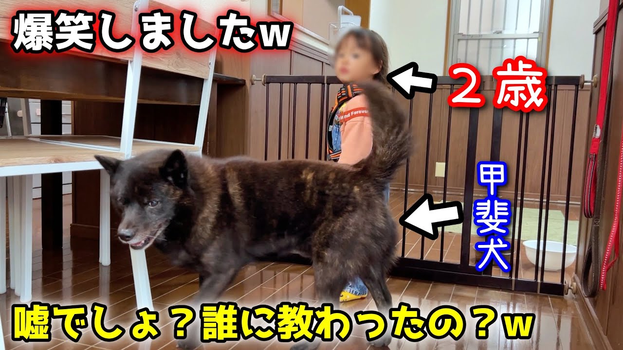 仲良く遊んでたら突然、信じられないことを・・・【甲斐犬一休と猫のしずく】