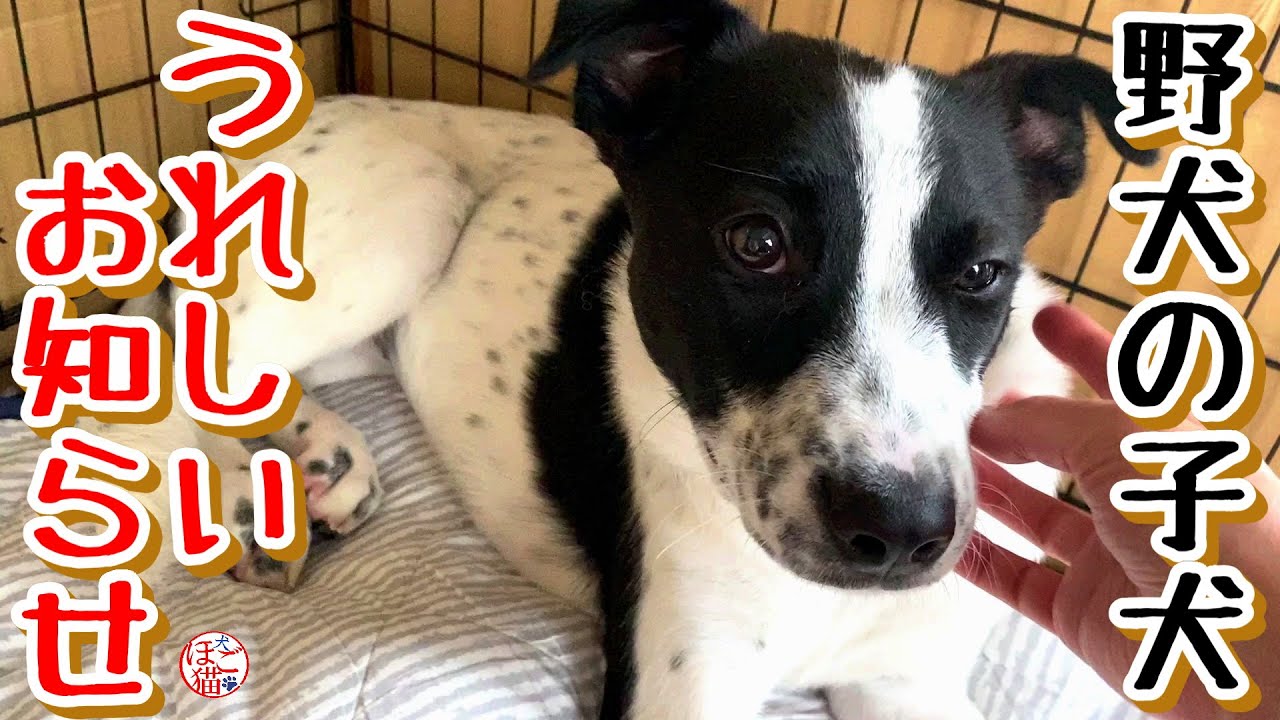 【子猫 保護 子犬 野犬】最後の１匹の野犬の子犬　里親様決定！