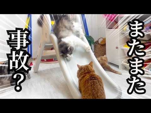 部屋に滑り台を設置したらぽちゃくんの身にまたまた大変なことがおきました笑 #猫 #マンチカン