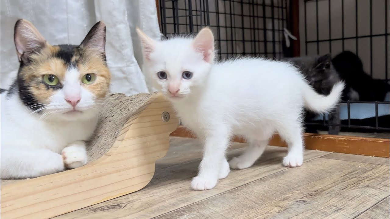 遊び疲れてママに甘えに行く子猫＆お疲れモードのママ猫たち【ポノfam物語#33】Kitten going to spoil its mommy. Mommy looks tired too.