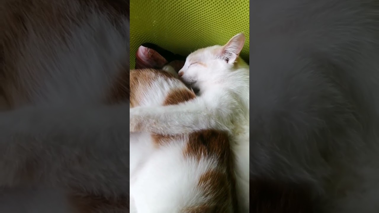 【ねこ動画】今日も今日とて仲良くおねんねのねこ親子🐱 #shorts #猫 #子猫