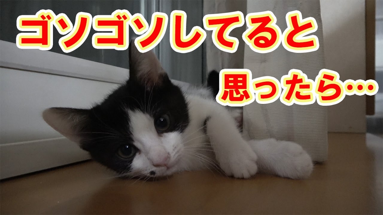 【保護猫】レスキューした子猫51 困りました…楽しそうにいたずらをしています…