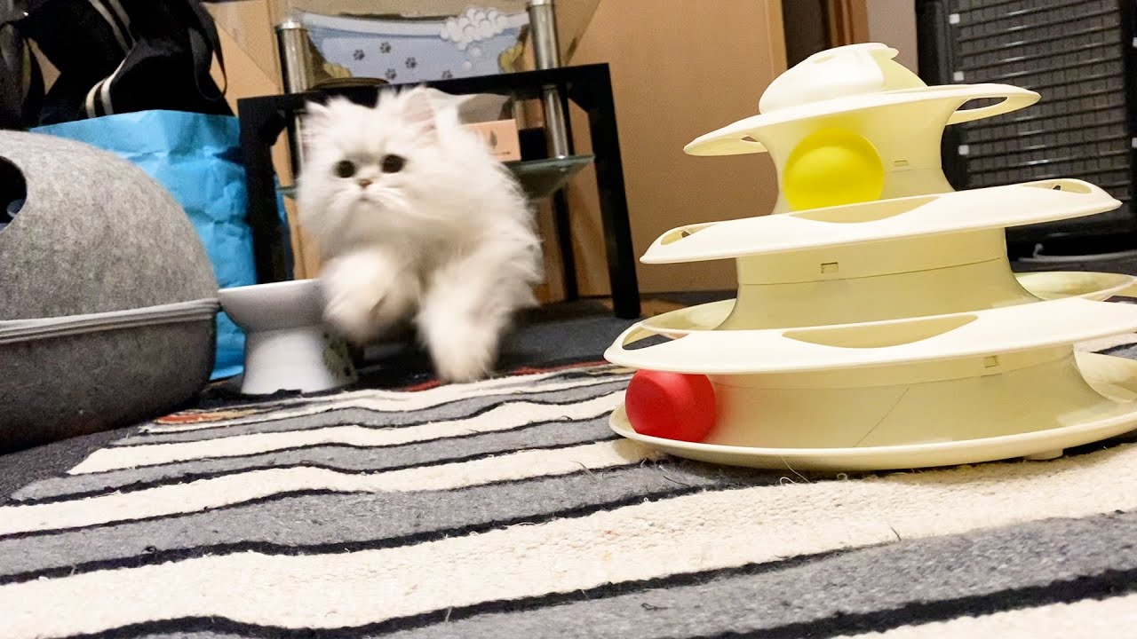 ペルシャ猫のかわいい狩りの瞬間