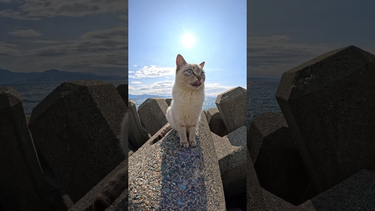 カメラを向けられて目を丸くするシャム猫ちゃん #cat #野良猫 #ねこ