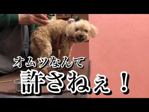 おしっこが間に合わない…主治医に相談したところ…【激怒症候群トイプードル】