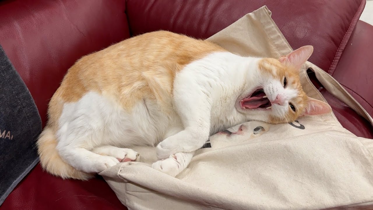 自分のグッズを踏み潰してご満悦なロビン