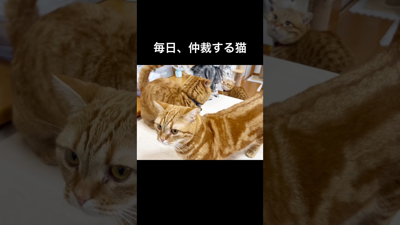 毎日、喧嘩を止めに入る猫 #猫 #マンチカン #shorts