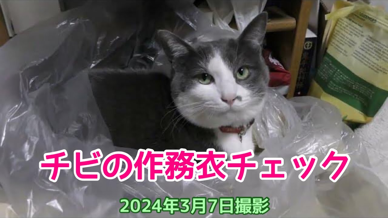 チビの作務衣チェック（2024年3月7日撮影）